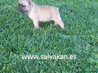 Bulldog Francés perros CACHORROS BULLDOG FRANCES - Anuncio 11