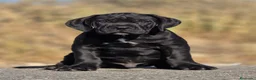Cane Corso perros en venta: Cachorros de Cane Corso - Anuncio 5