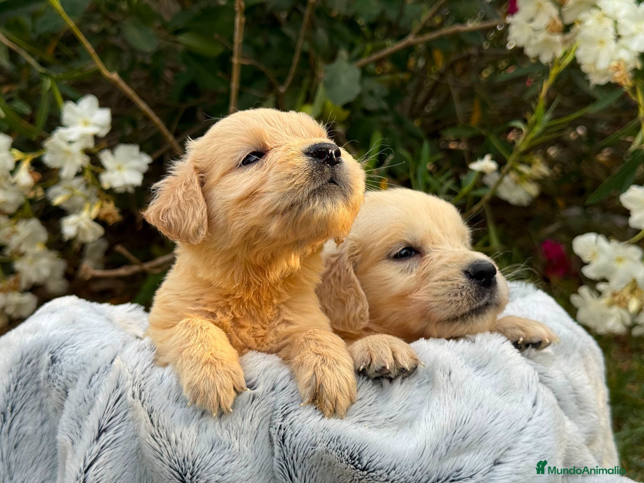 Golden Retriever perros golden cachorros - Anuncio 33