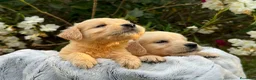 Golden Retriever perros en venta: golden cachorros - Anuncio 1