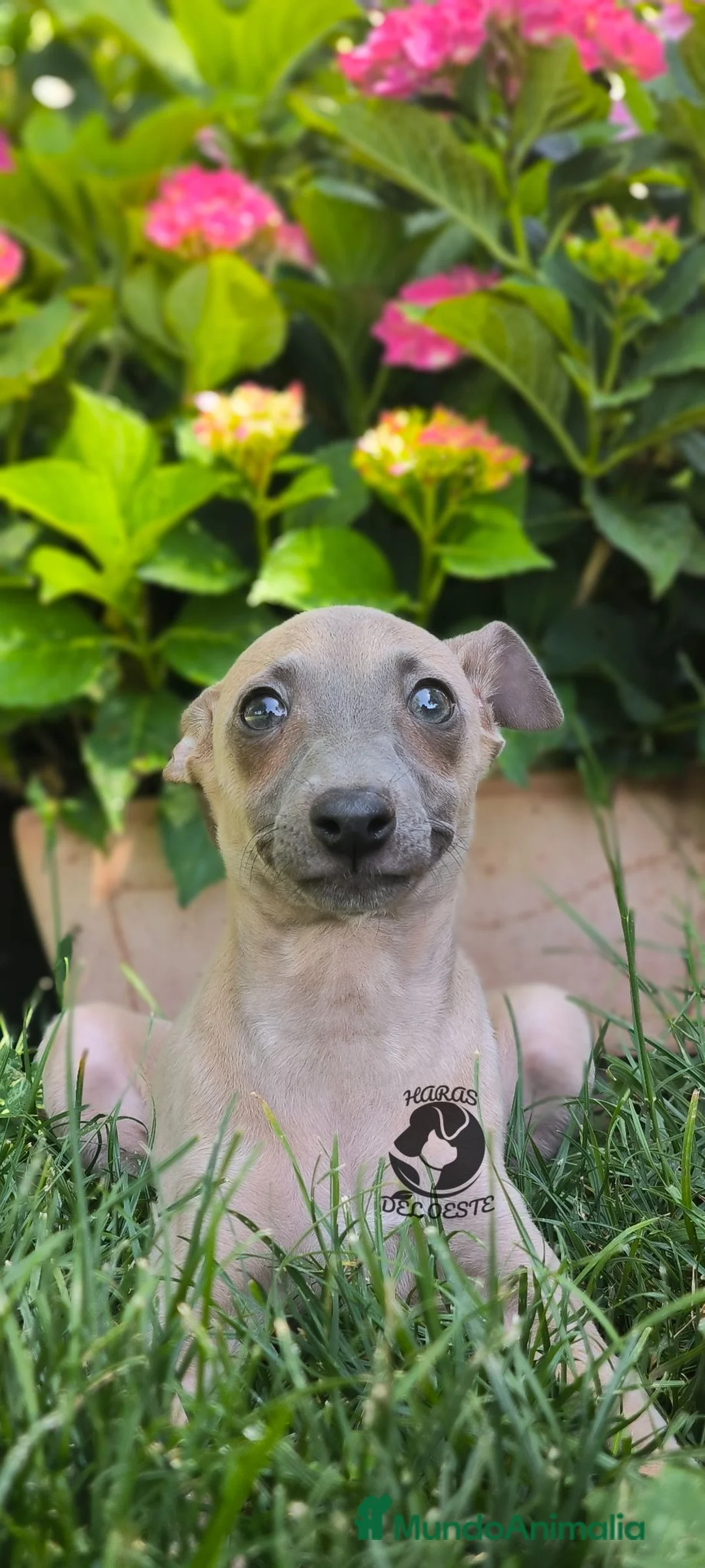 Pequeño Lebrel Italiano perros en venta: Último hembra piccolo - Anuncio 2