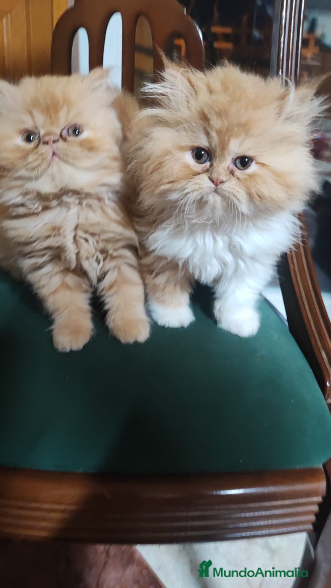 Persa gatos en venta: Gatitos persas americanos - Anuncio 3