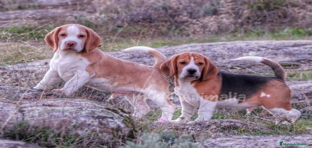 Imagen de galería {{count}}