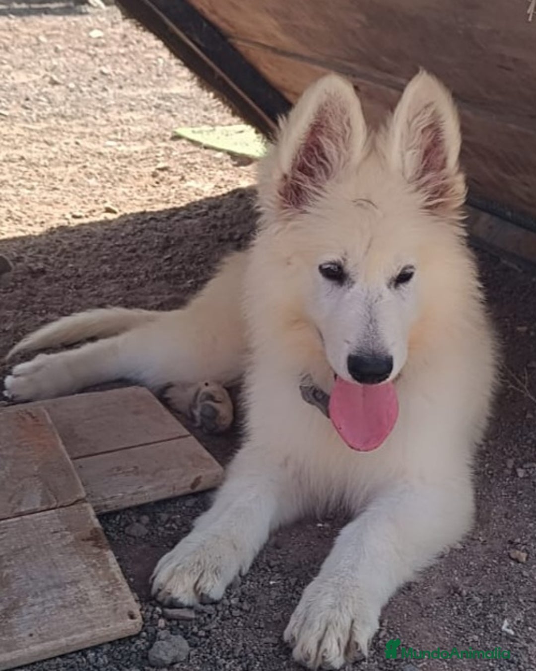 Pastor Blanco Suizo perros en venta: Pastor Blanco Suizo  - Anuncio 2