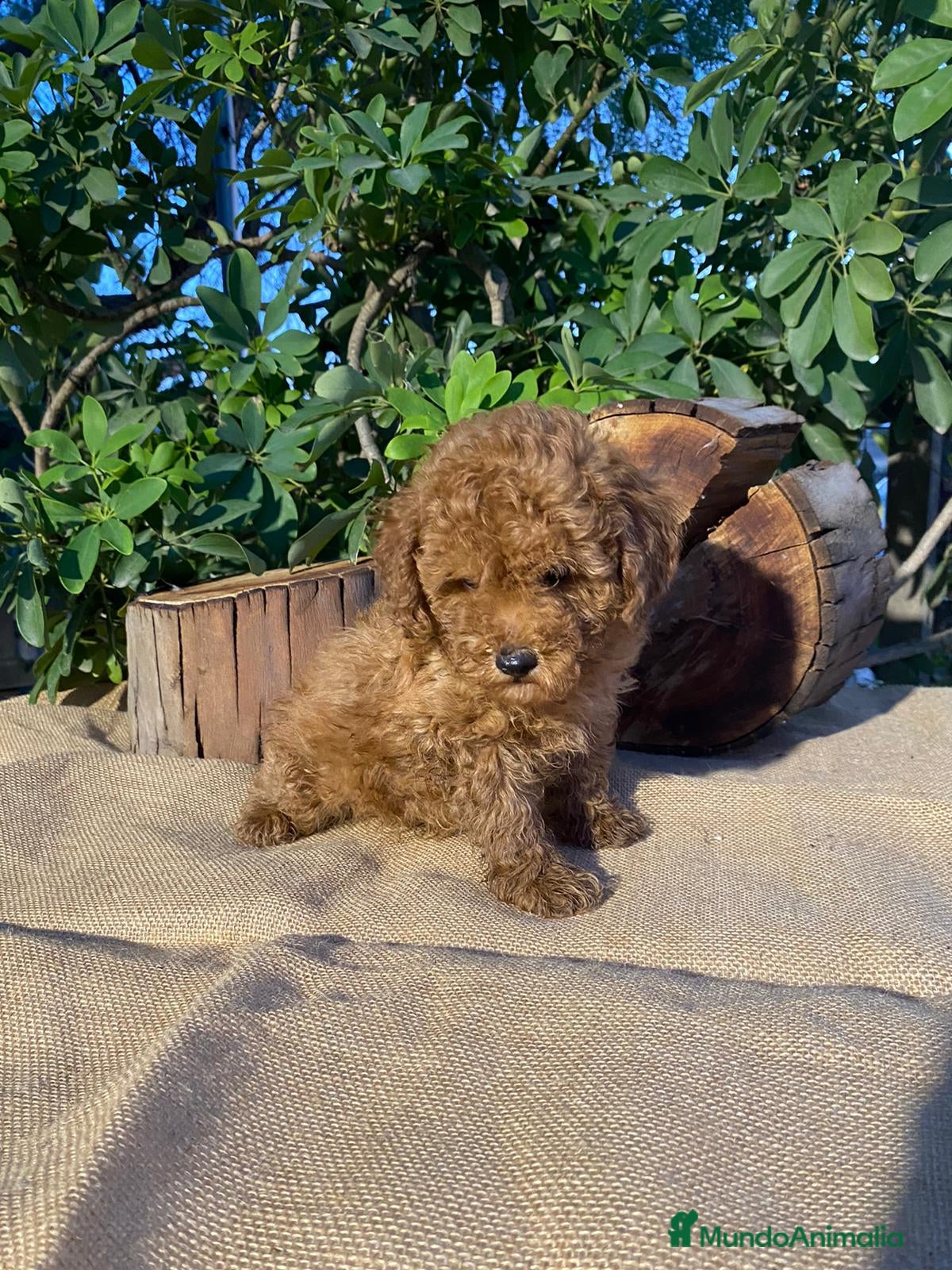 Caniche Toy perros en venta: PRECIOSOS CANICHE  ROJO LINEA ASIÁTICO  - Anuncio 9