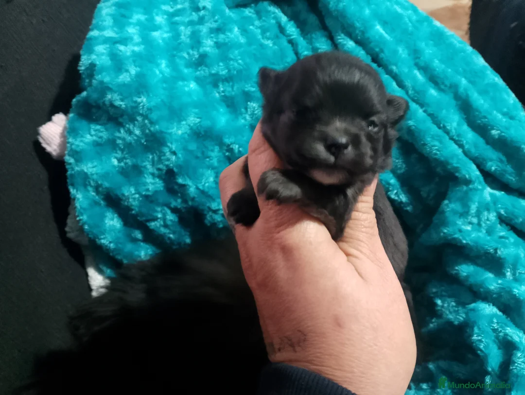 Pomerania perros en venta: Pomera en el macho y hembra negros  - Anuncio 2