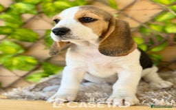 Beagle perros en venta: Camada de Magdalena  - Imagen 2