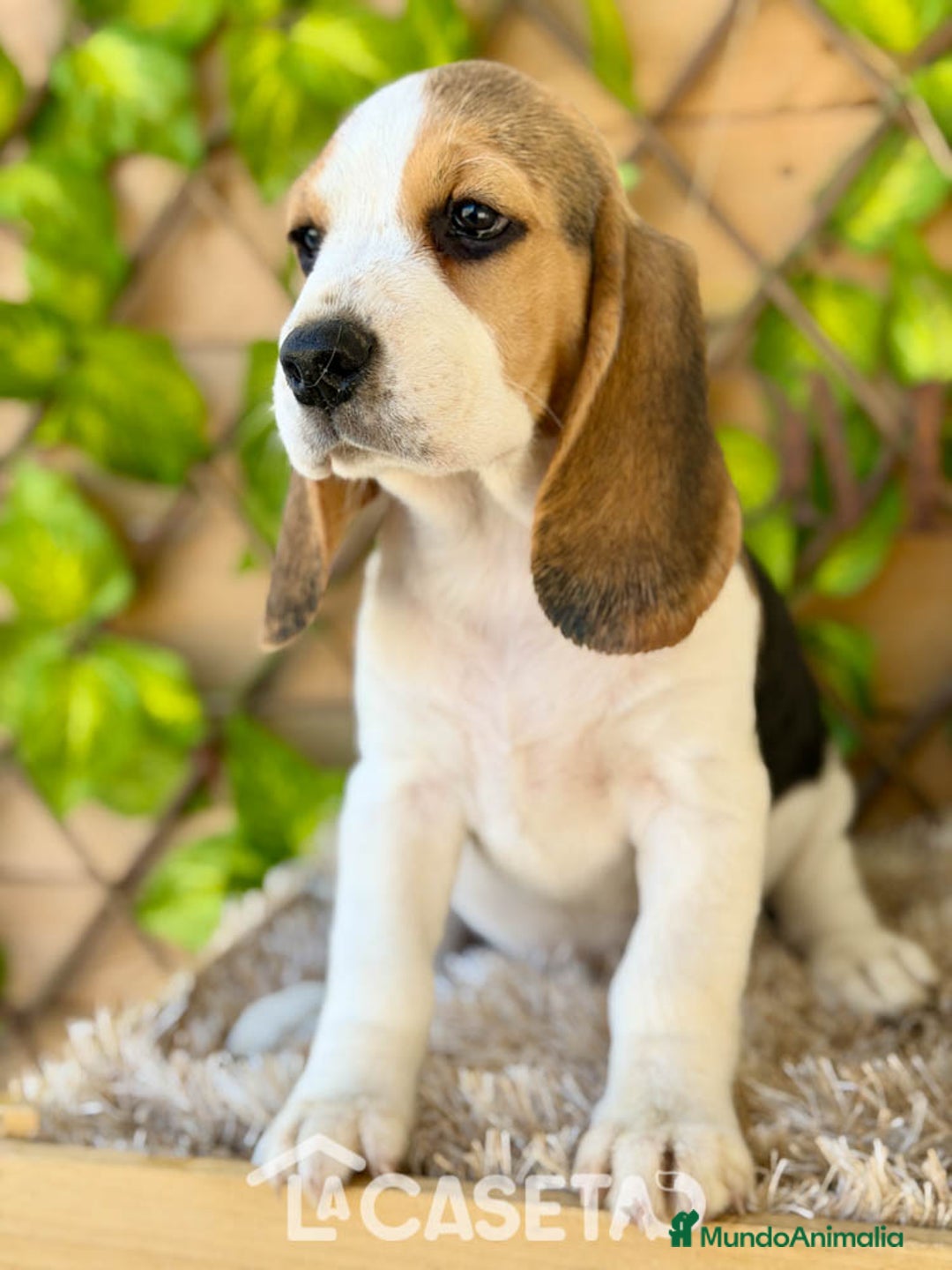 Beagle perros en venta: Camada de Magdalena  - Imagen 2