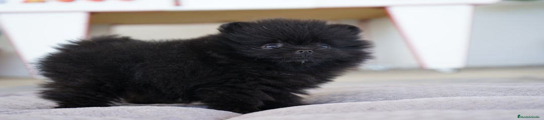 SALMA