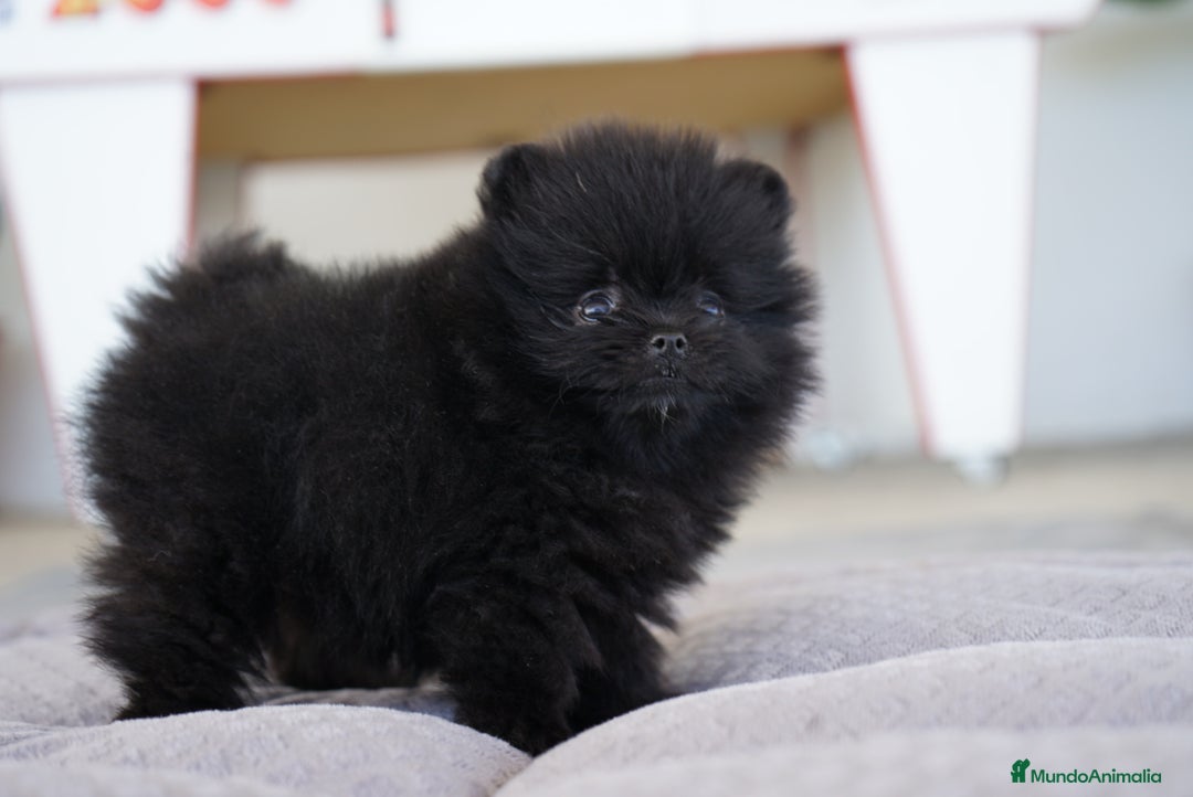 Pomerania perros en venta: 💥 Pequeños, intensos y con mucho flow 🔥 - Imagen 1