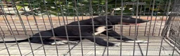 Pastor de Asia Central perros en venta: Cachorro Alabai macho - Anuncio 1