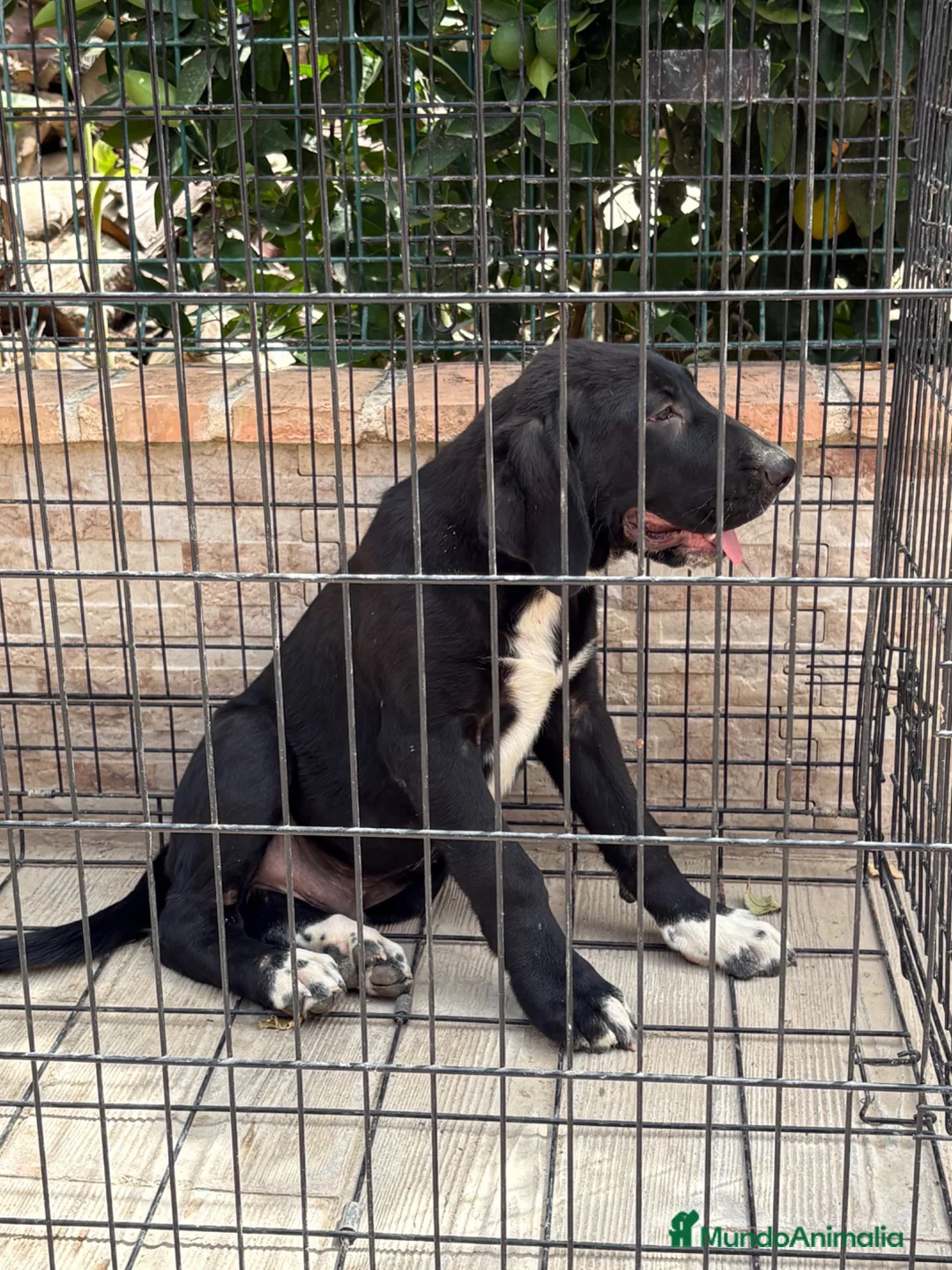 Pastor de Asia Central perros en venta: Cachorro Alabai macho - Anuncio 1