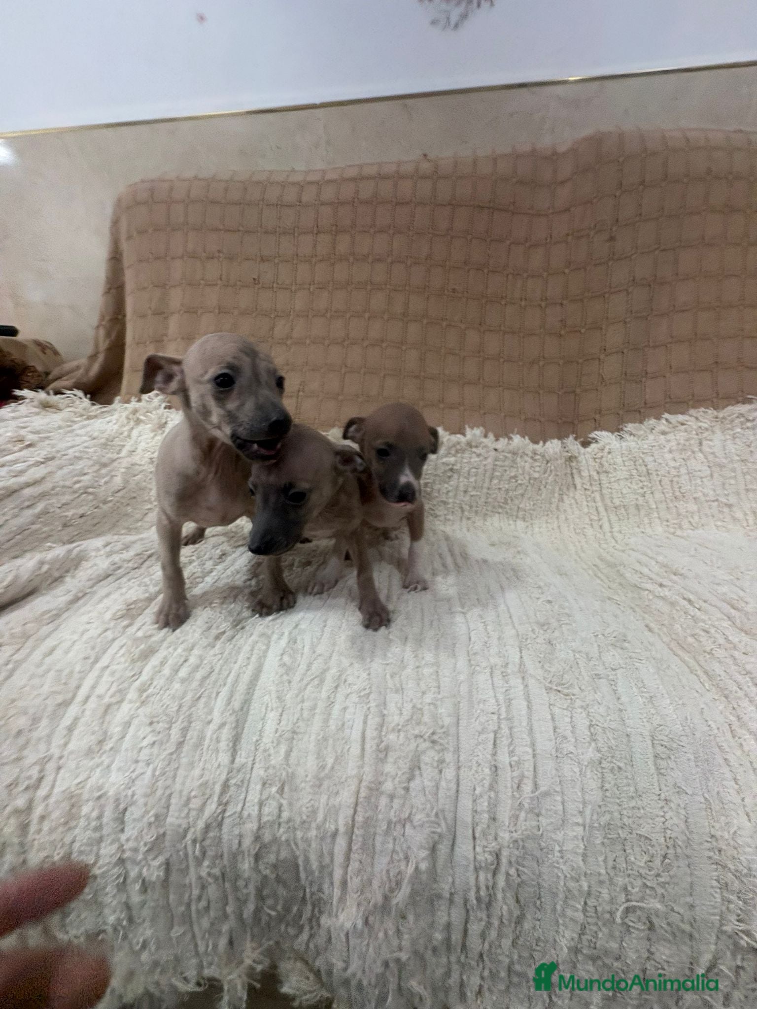 Whippet perros Whippet blue verdino - Anuncio 13
