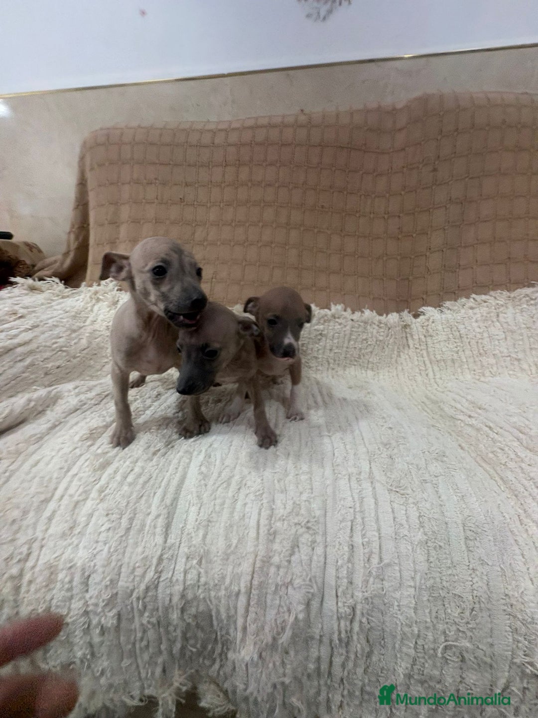 Whippet perros en venta: Whippet blue verdino - Anuncio 1