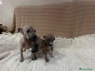 Whippet perros Whippet blue verdino - Anuncio 3
