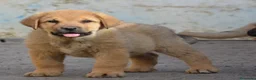 Mastín Español perros en venta: Mastín español - Anuncio 7