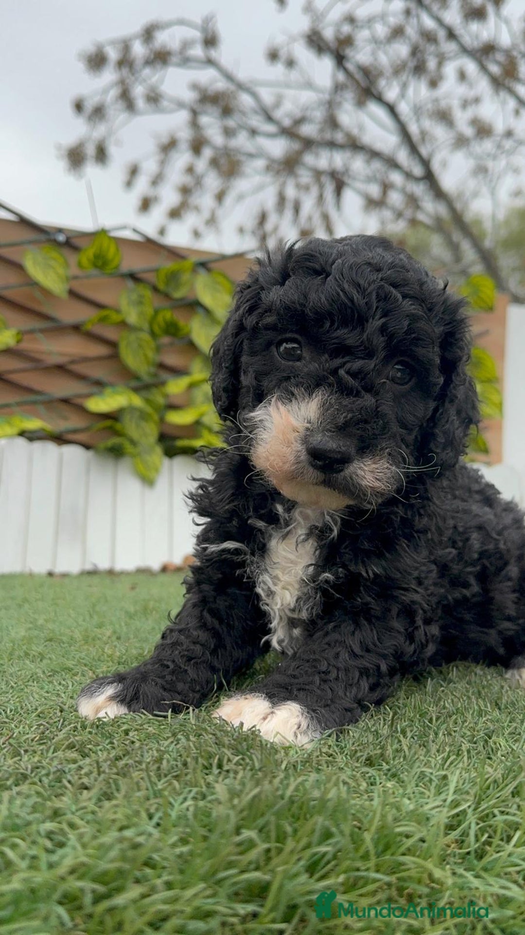 Perro de Agua Español perros en venta: PERRO DE AGUA HEMBRA RABONA - Anuncio 13