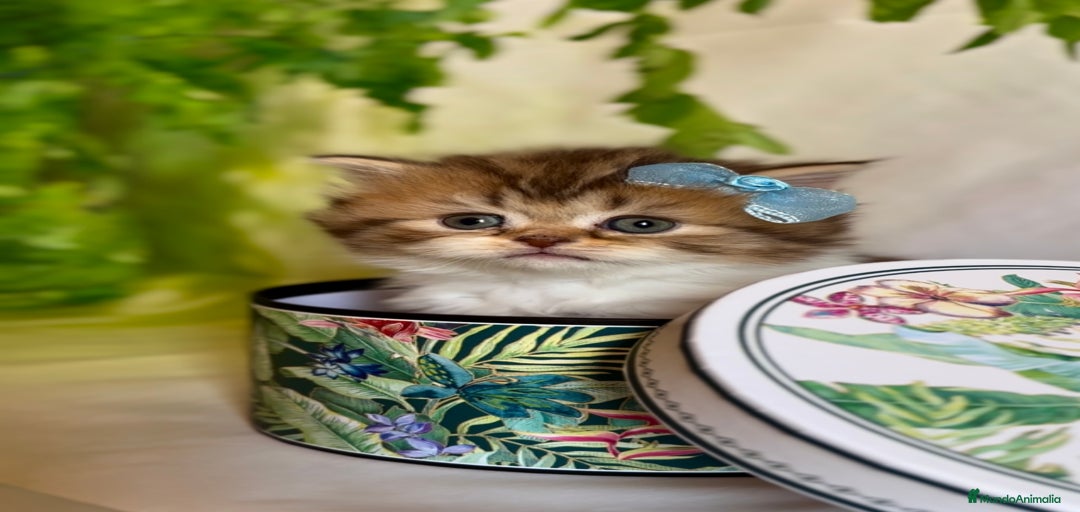 Imagen de galería {{count}}