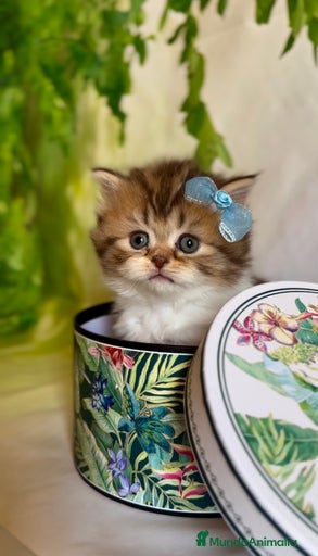 Imagen de galería {{count}}