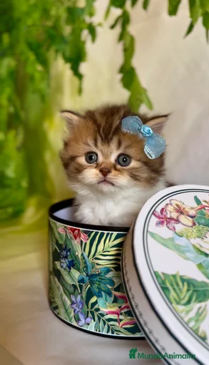 Imagen de galería {{count}}