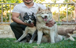 Husky Siberiano perros en venta: SIBERIAN HUSKY - AGOUTI  - Imagen 7
