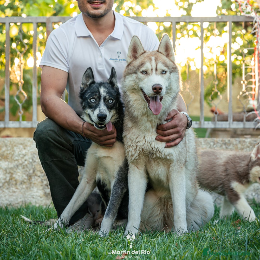 Husky Siberiano perros en venta: SIBERIAN HUSKY - AGOUTI  - Imagen 7