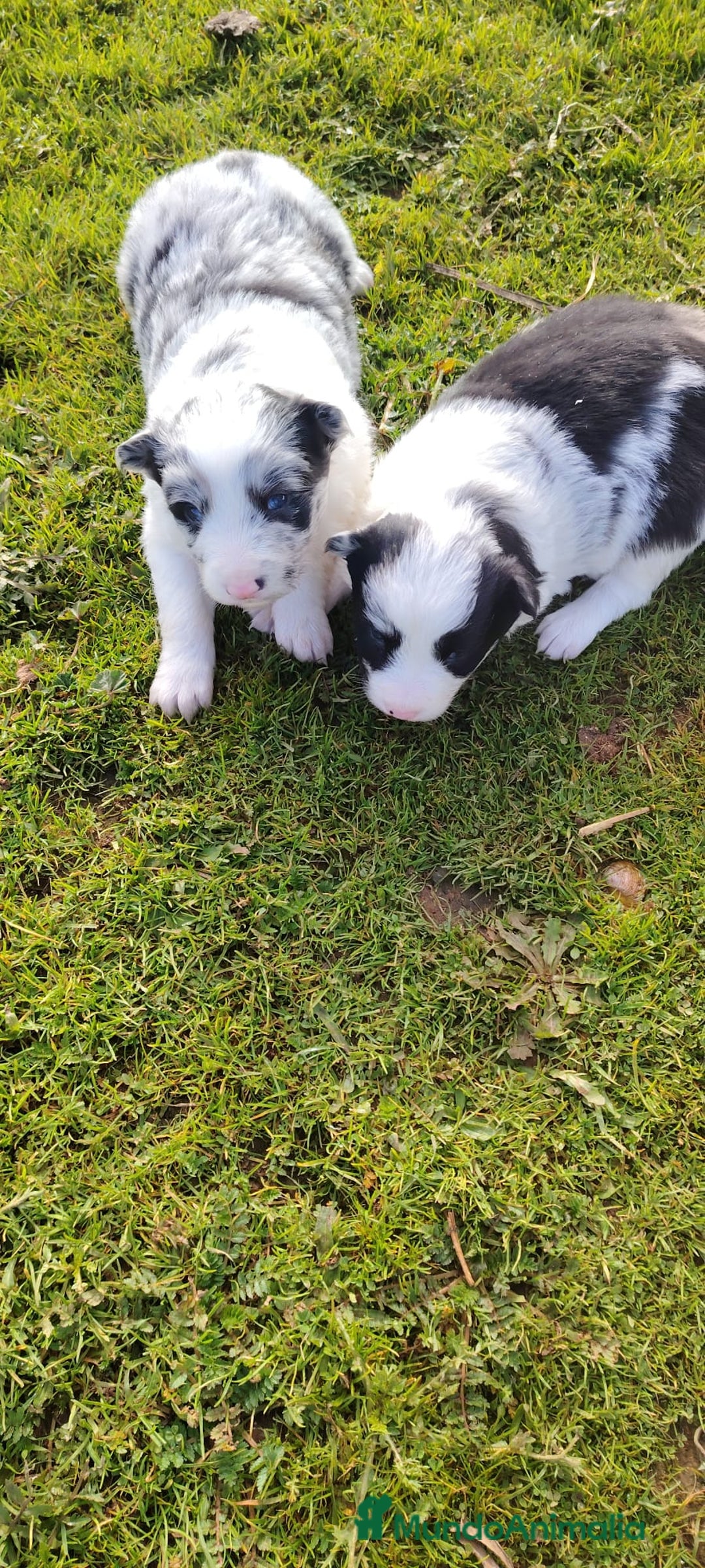 Border Collie perros en venta: Cachorros de Border Collie  - Anuncio 6