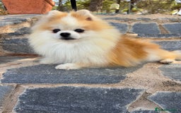 Pomerania perros en venta: Pomerania hembra toy lista para entregar!! - Imagen 5