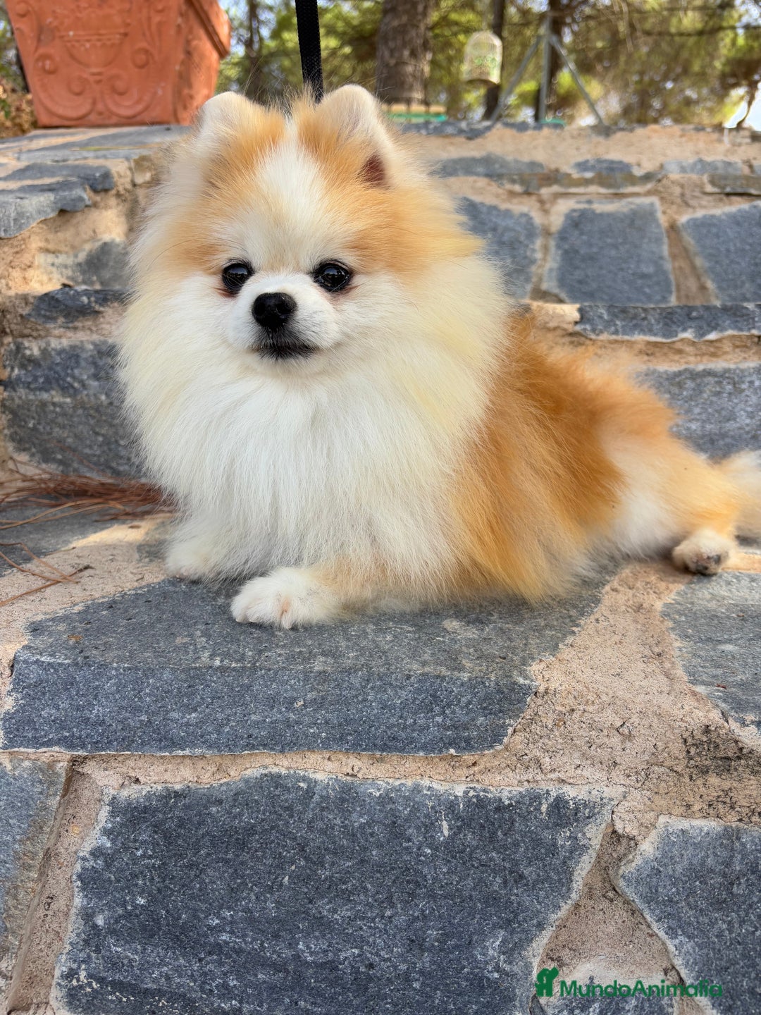 Pomerania perros en venta: Pomerania hembra toy lista para entregar!! - Imagen 5