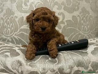 Caniche Toy perros caniche toy - Anuncio 2