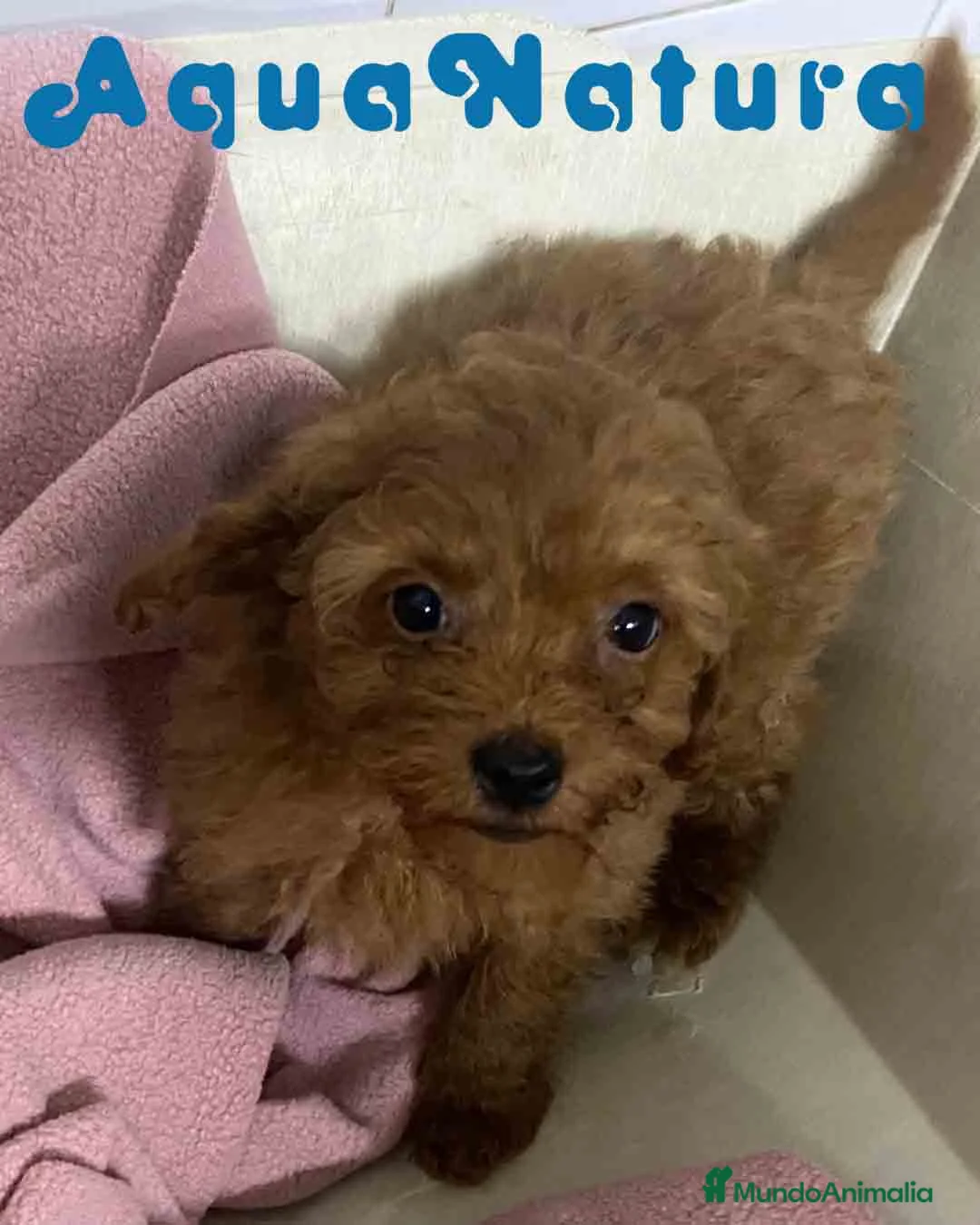 Caniche Toy perros en venta: Caniche Hembra de Bella y Can 2 AQUANATURA - Anuncio 6