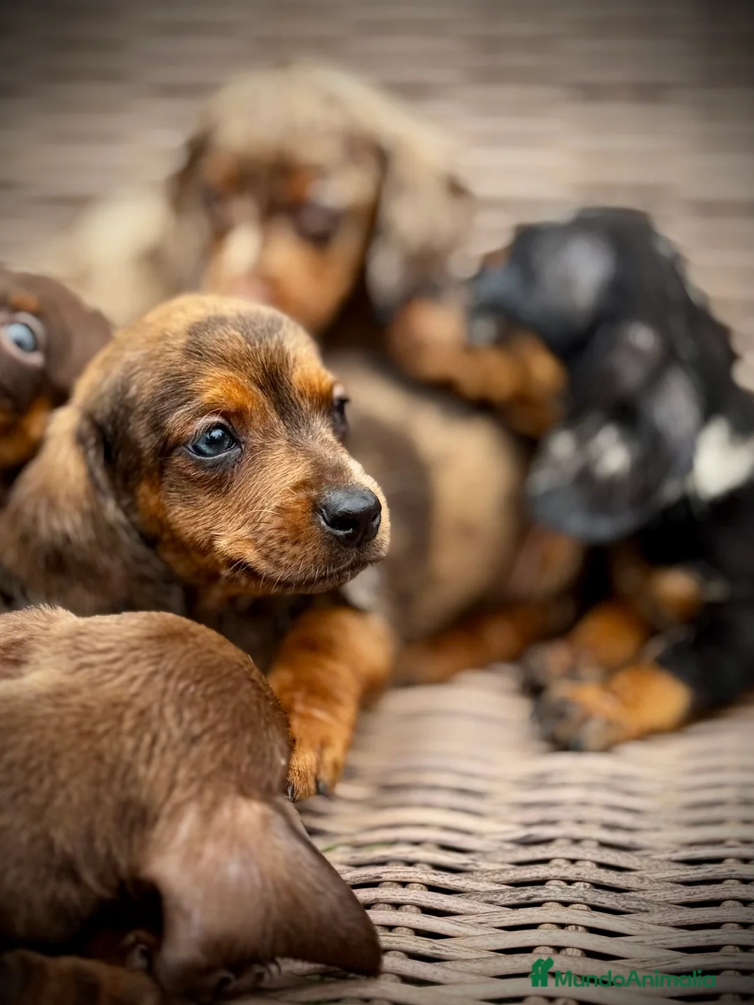 Teckel Miniatura perros en venta: Teckel mini - Anuncio 9