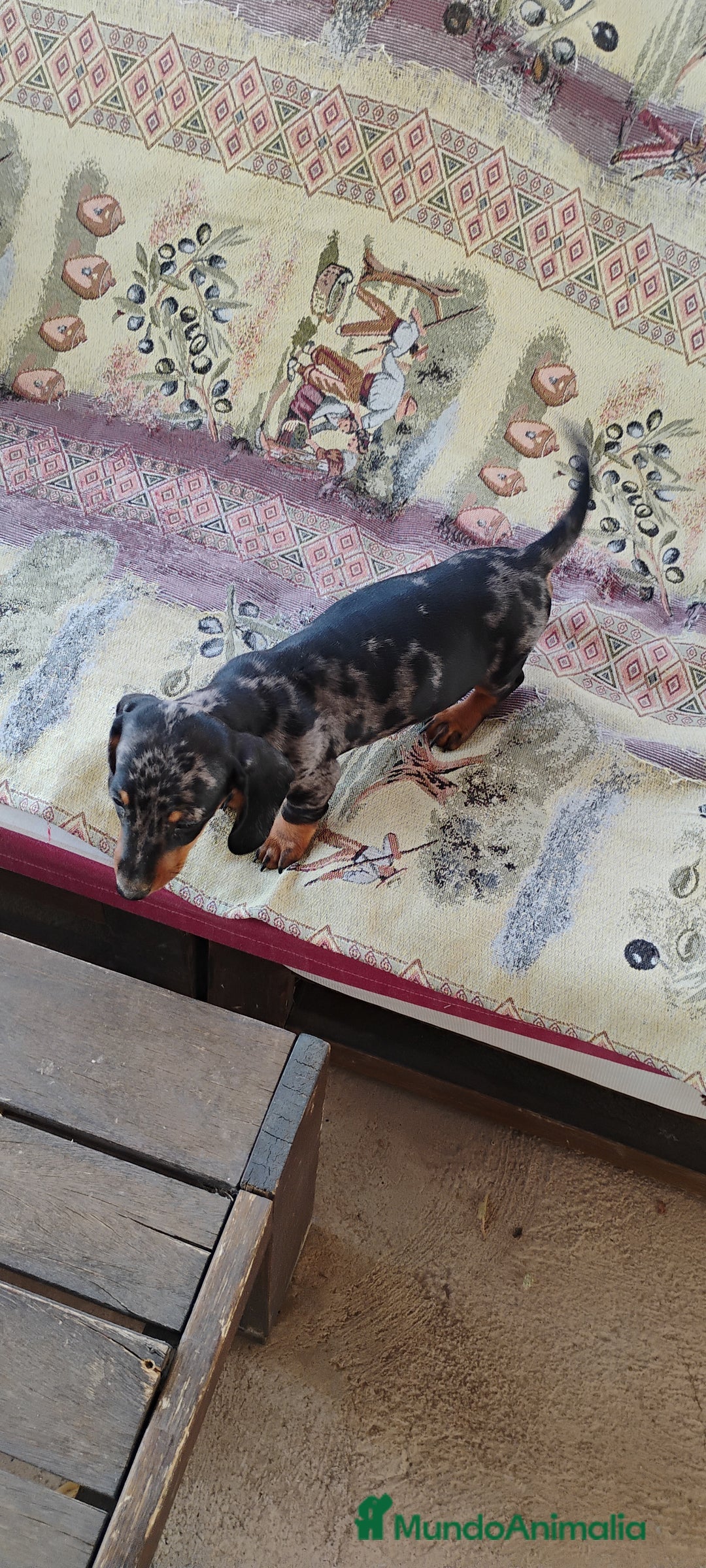 Teckel perros en venta: Machito teckel arlequín miniatura  - Imagen 3