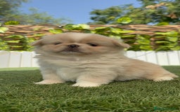 Pekinés perros en venta: PEKINES IMPERIAL HEMBRA 2 - Imagen 6