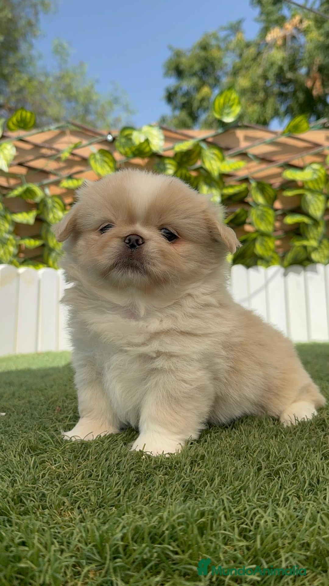 Pekinés perros en venta: PEKINES IMPERIAL HEMBRA 2 - Imagen 6