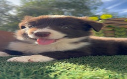 Border Collie perros en venta: BORDER COLLIE MACHO CHOCOLATE - Imagen 9