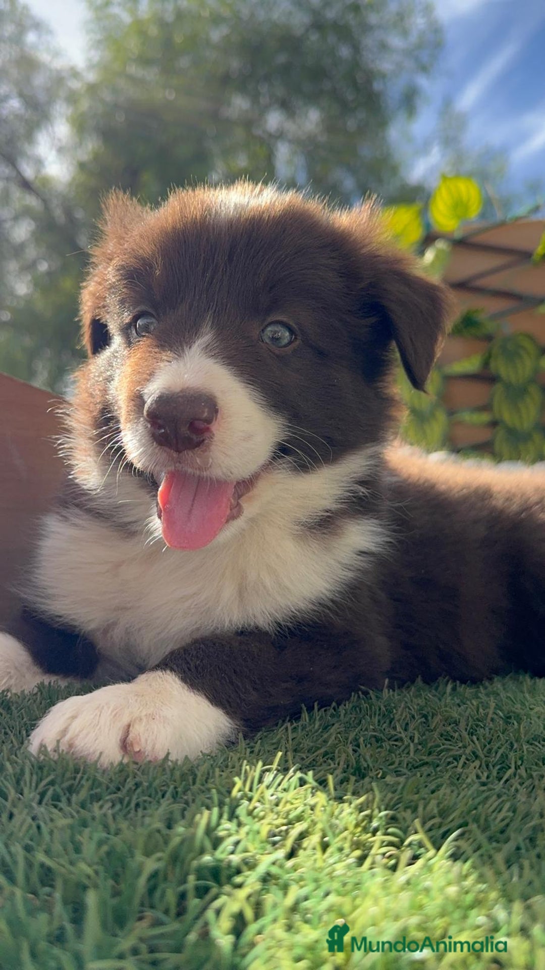 Border Collie perros en venta: BORDER COLLIE MACHO CHOCOLATE - Imagen 9