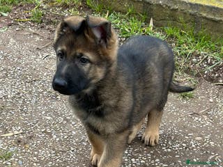 Pastor Alemán perros Pastor aleman en Barcelona - Anuncio 8