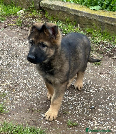 Pastor Alemán perros Pastor aleman en Barcelona - Anuncio 2