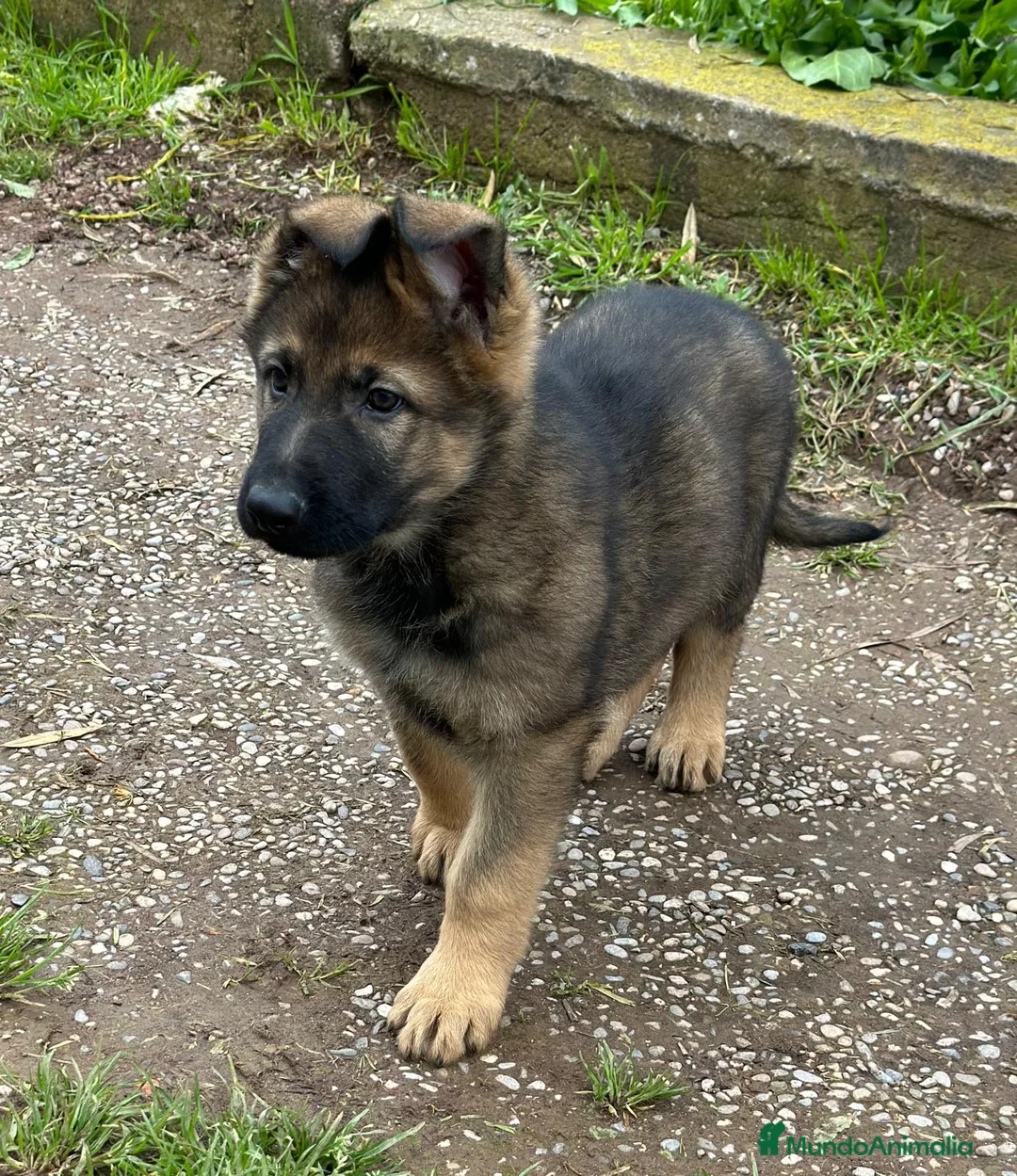 Pastor Alemán perros en venta: Pastor aleman  en Barcelona - Anuncio 1