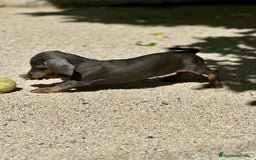 Teckel Miniatura perros en venta: TECKEL MINIATURA DISPONIBLES - Imagen 13