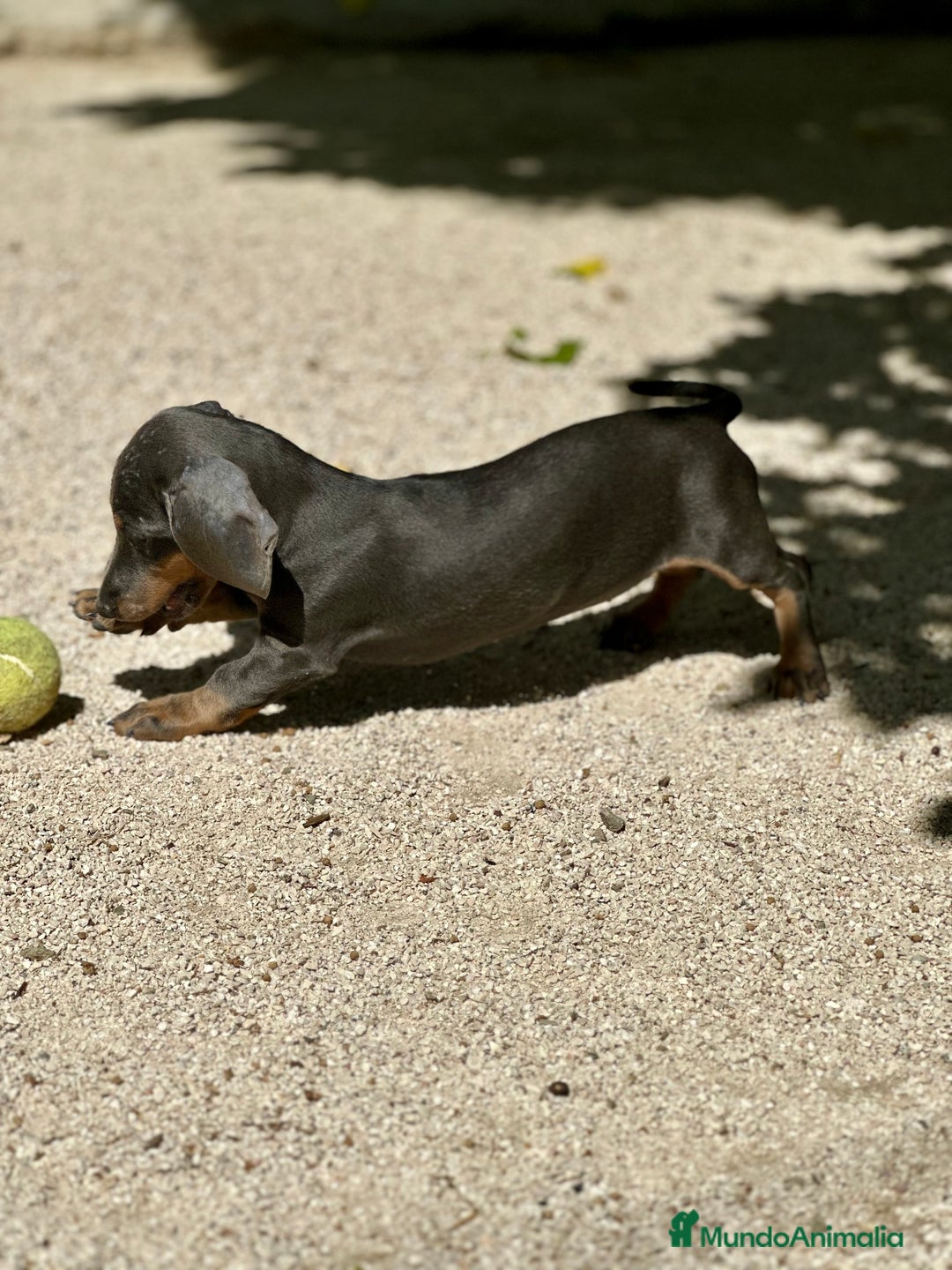 Teckel Miniatura perros en venta: TECKEL MINIATURA DISPONIBLES - Imagen 13