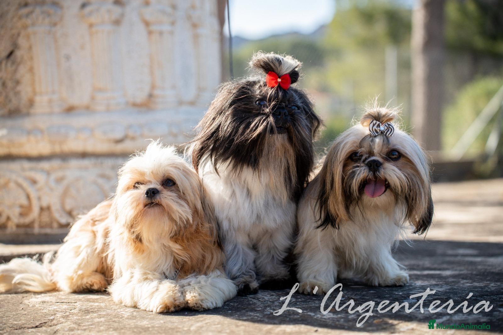 Shih Tzu perros camada de shih tzu - Anuncio 2