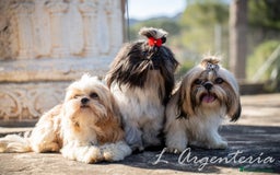 Shih Tzu perros en venta: camada de shih tzu - Imagen 2