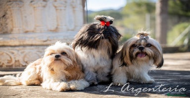 Shih Tzu perros - Anuncio 9