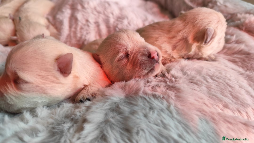 West Highland White Terrier perros en venta: Westy - Imagen 3