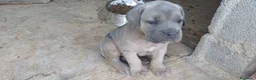 Cane Corso perros en venta: Cane corso  - Anuncio 6