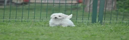 Bichón Maltés perros en venta: Preciosos cachorros  - Anuncio 4