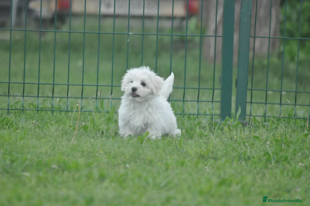 Bichón Maltés perros en venta: Preciosos cachorros  - Anuncio 4