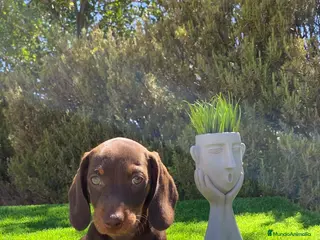 Teckel Miniatura perros TECKEL MINI CHOCOLATE - Anuncio 1